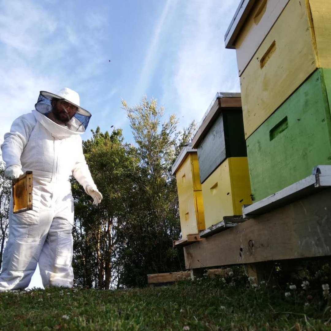 Beekeeper from Austin Honey Company inspecting colorful hives