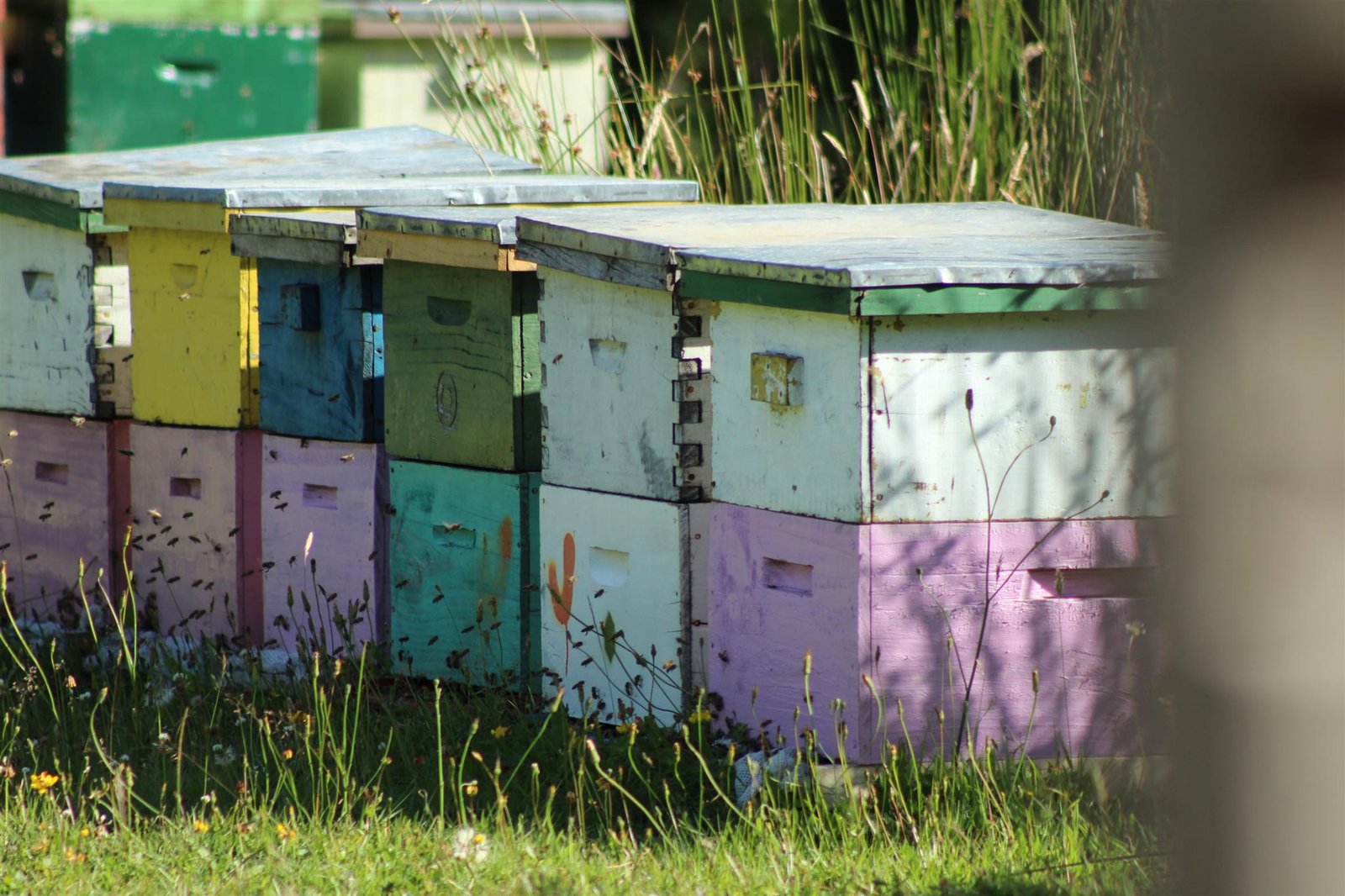 A vibrant shot of Austin Honey Company’s colorful hives in Austin, TX.