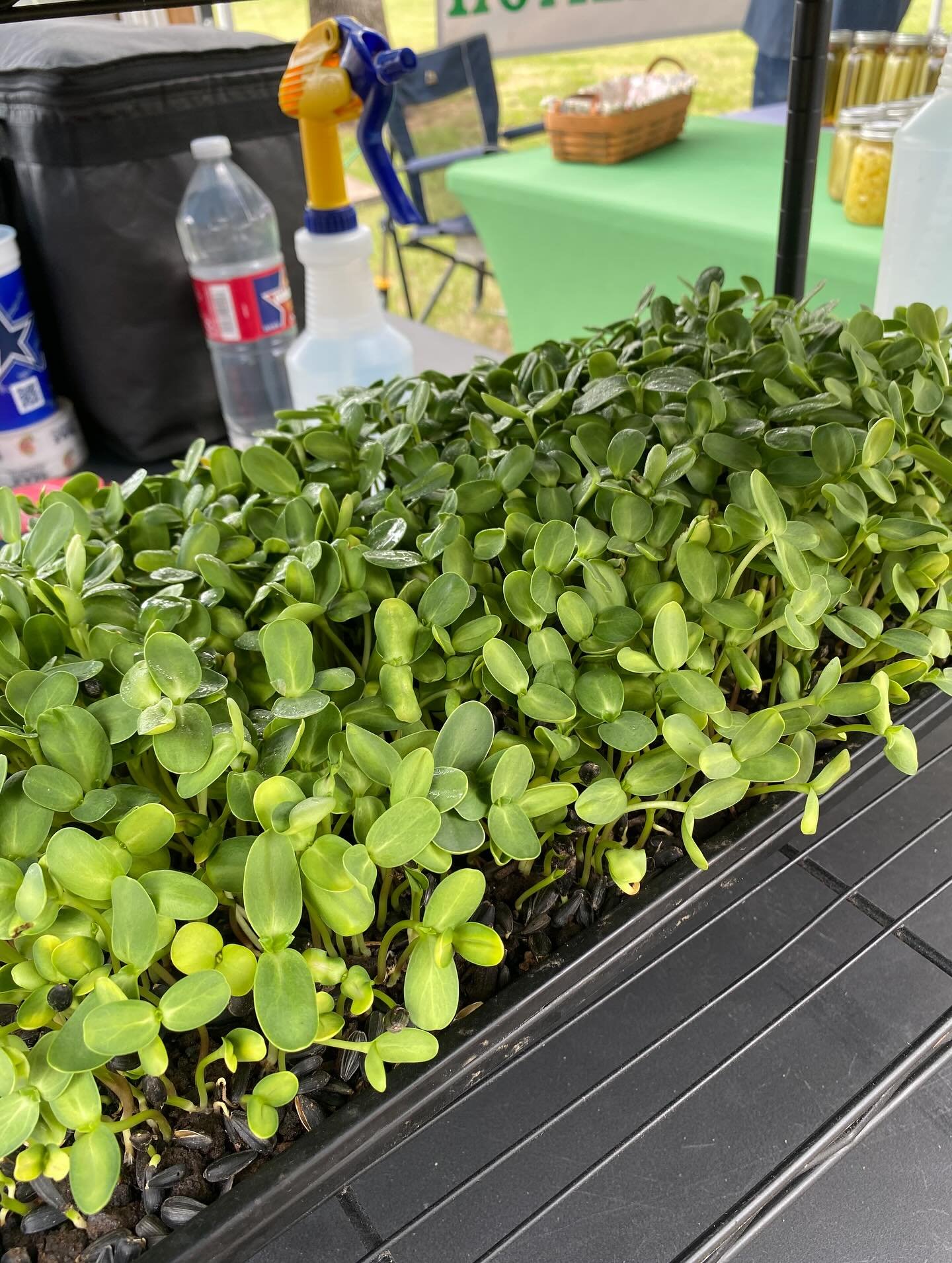 Garden Seedlings Starter Plants