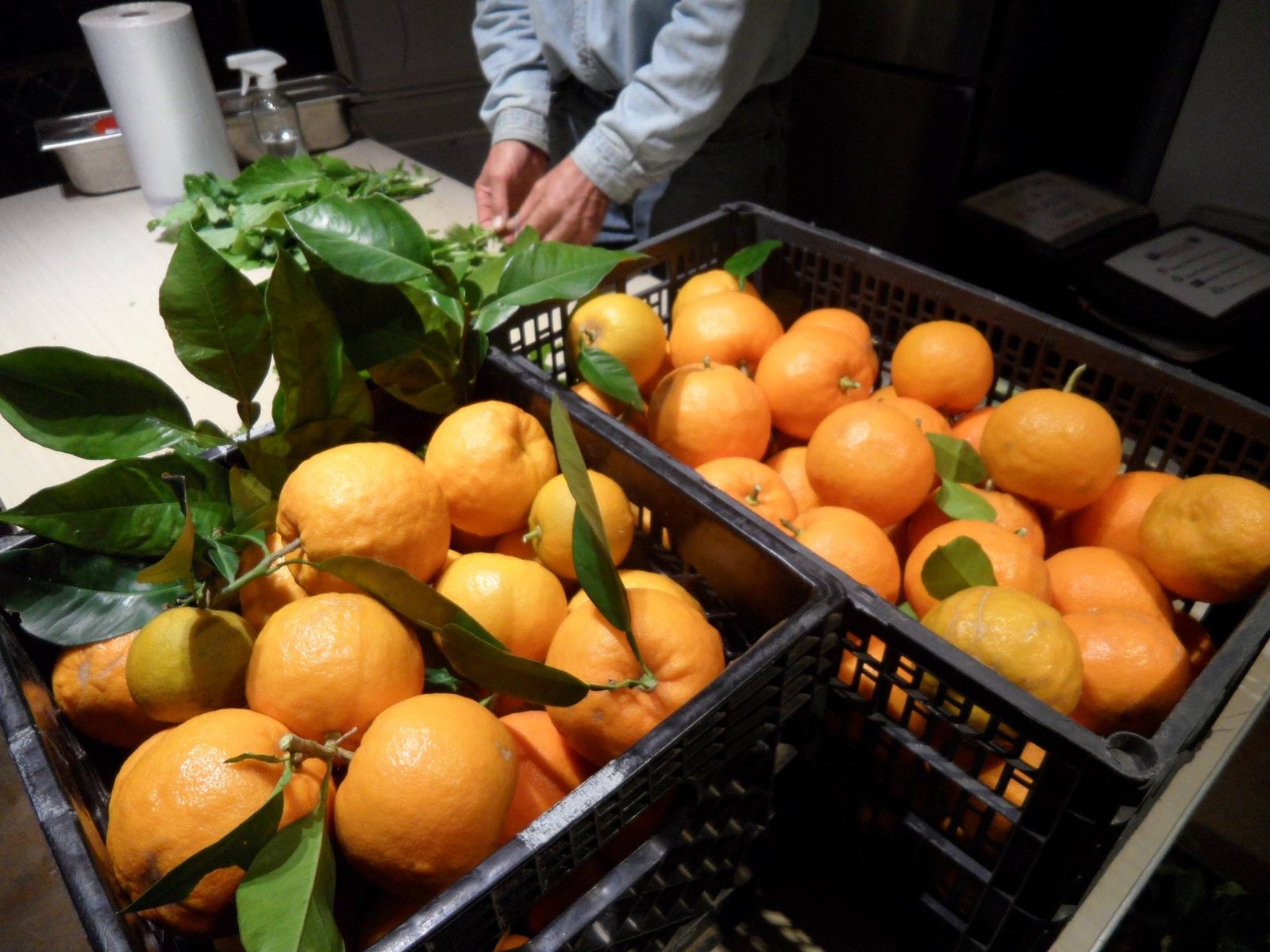 Harvest Citrus—Straight from the Grove