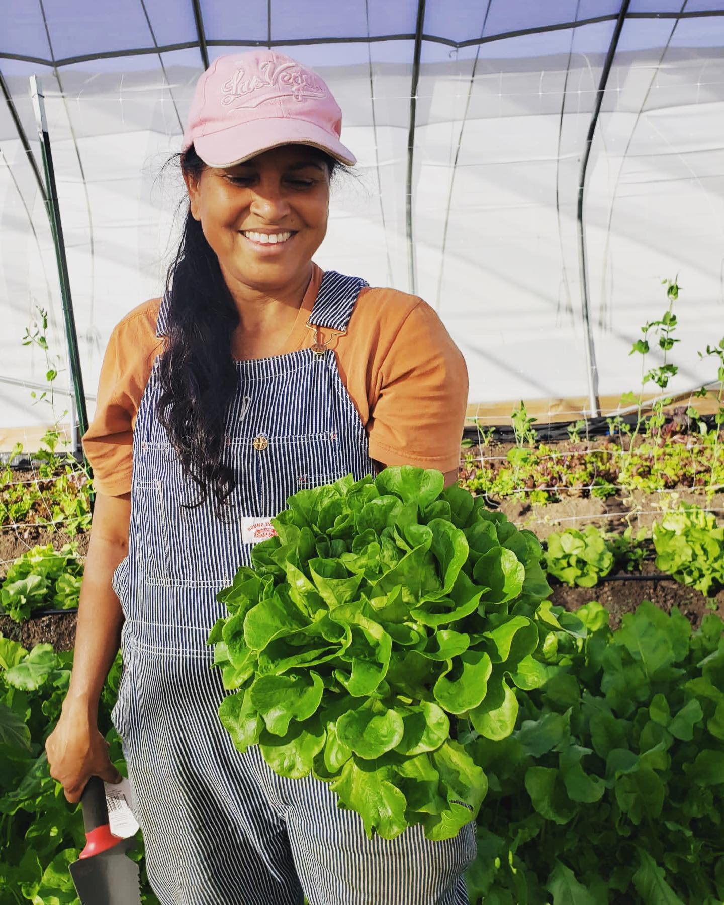Picked-fresh Sapling Farms lettuce, crisp and vibrant