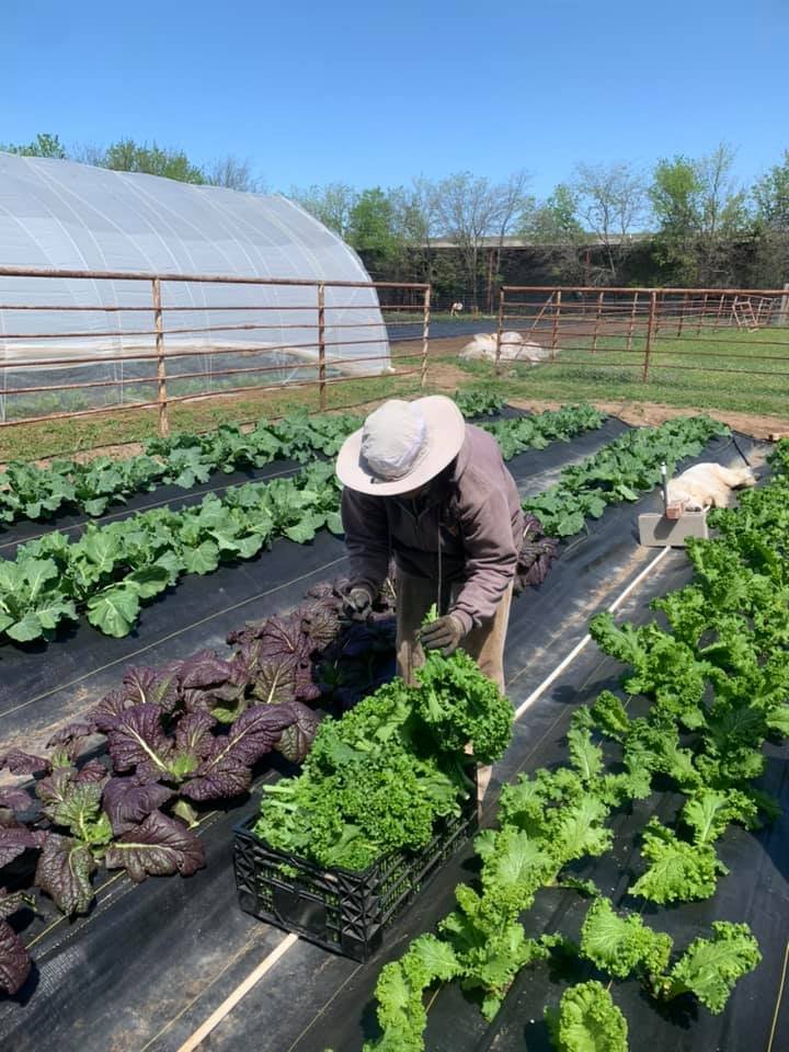Sapling Farms picking fresh greens on the farm